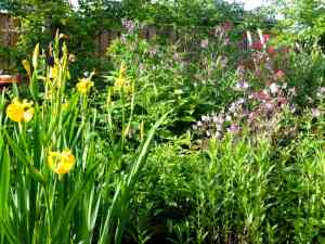 hekwerk_marknesse_Guchelaar_Tuin_en_Landschap_2.jpg