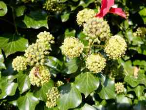 hekwerk_marknesse_Guchelaar_Tuin_en_Landschap_5.jpg