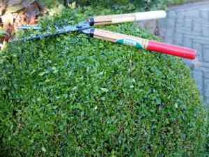 hekwerk_marknesse_Guchelaar_Tuin_en_Landschap_3.jpg