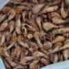 traiteur_oudenburg_Krok_Eat_Vof_3.jpg