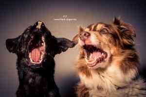 fotograf_bramsche_Frank_Pieper_"Dein_Hundefotograf"_4.jpg