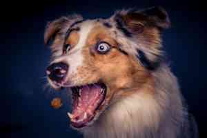 fotograf_bramsche_Frank_Pieper_"Dein_Hundefotograf"_2.jpg