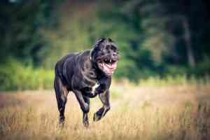 fotograf_bramsche_Frank_Pieper_"Dein_Hundefotograf"_3.jpg