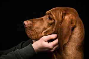 fotograf_stipsdorf_Tierfotografie_Stefanie_Kaml_7.jpg
