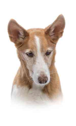fotograf_buchholz-westerwald_Hundefotografie_Michael_Hoßdorf_4.jpg