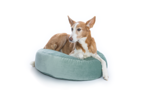 fotograf_buchholz-westerwald_Hundefotografie_Michael_Hoßdorf_3.jpg