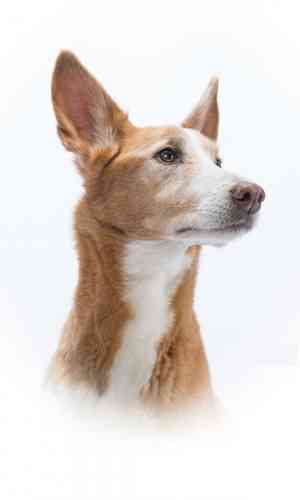 fotograf_buchholz-westerwald_Hundefotografie_Michael_Hoßdorf_2.jpg