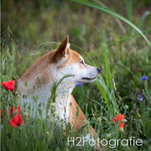 fotograf_haiger_H2_Fotografie_5.jpg
