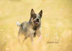 fotograf_andernach_Brigitte_Brandenburg_Tierfotografie_3.jpg