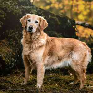 fotograf_zerbst_Tierfotografie_Jessica_Reim_4.jpg