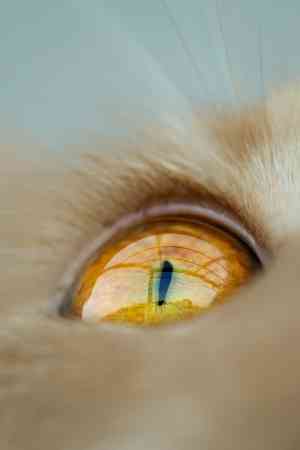 fotograf_zerbst_Tierfotografie_Jessica_Reim_3.jpg