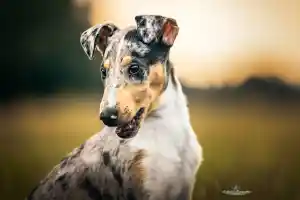 Runo - Welpenshooting .jpg