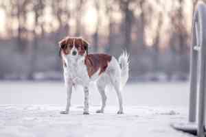 fotograf_weichs_Tierfotografie_Ingrid_Feuerecker_7.jpg