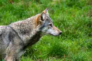 videograf_linkenheim-hochstetten_Christian_Wolf_Fotografie_6.jpg