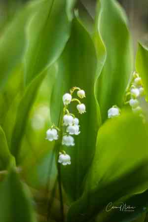 fotograaf_drachten_ColorsofNaturePhotography_5.jpg