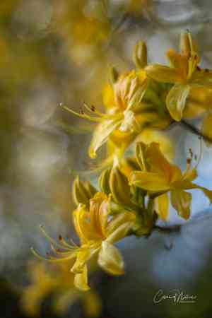 fotograaf_drachten_ColorsofNaturePhotography_4.jpg