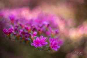 fotograaf_drachten_ColorsofNaturePhotography_7.jpg
