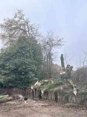 tuinaanleg-en-tuinonderhoud_kluisbergen-berchem_Boomverzorging_MVH_3.jpg