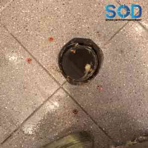 Toilet verstopping (hardnekkig).jpg
