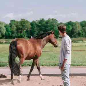 coaching_achterveld-ut_Toppaardencoaching_3.jpg