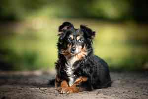 Diverse fotoshoots van honden.jpg