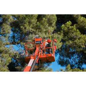 Arbor Noord Nederland Boomverzorging.jpg