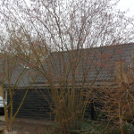boomverzorging_amsterdam_Groenwerk_6.jpg