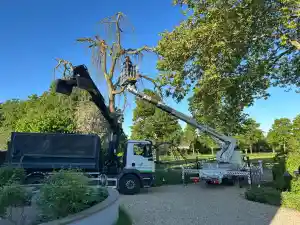 Kappen van zieke bomen.jpg