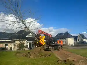 Verplanten bomen bij gemeentehuis .jpg