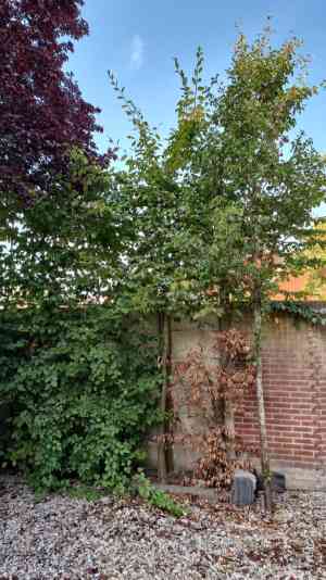 hovenier_nieuwerkerk_Heijboer_Boomverzorging_4.jpg
