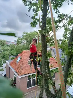 stratenmaker_purmerend_CB._Boomverzorging_&_Groenprojecten_6.jpg