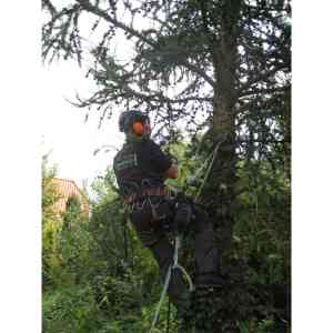 Boomverzorging Westerwolde.jpg