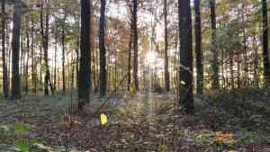 boomverzorging_deventer_Bosch_Boomverzorging_4.jpg