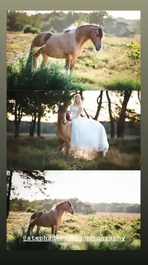 Sunset horse photography .jpg