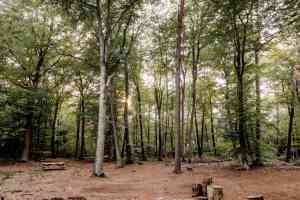 weddingplanner_duiven_Trouwen_in_het_Bos_3.jpg