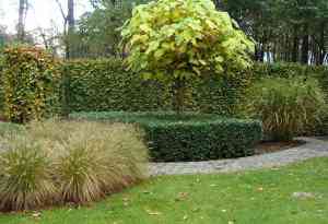 tuinaanleg-en-tuinonderhoud_zandhoven-viersel_Van_den_Rul/Johan_(Tuinarchitectuur_Johan_Van_Den_Rul)_4.jpg