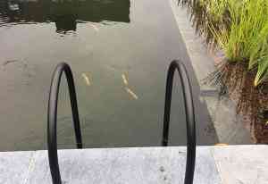 tuinaanleg-en-tuinonderhoud_zandhoven-viersel_Van_den_Rul/Johan_(Tuinarchitectuur_Johan_Van_Den_Rul)_6.jpg