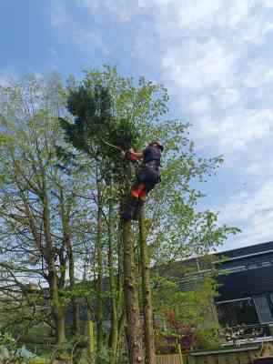 boomverzorging_wijchen_van_Dinteren_Boomverzorging_6.jpg