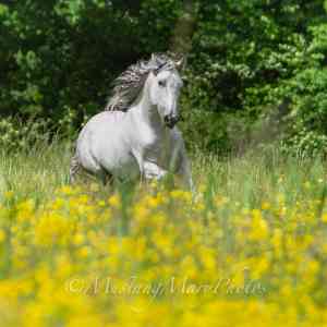 Mustang Mary Photography.jpg