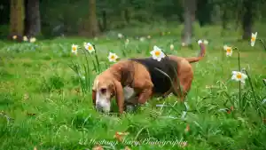 Honden shoot.jpg