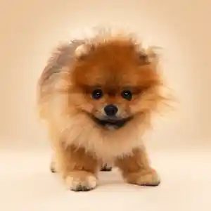 fotograaf_schiedam_Motherpuppers_studio_5.jpg