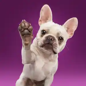 fotograaf_schiedam_Motherpuppers_studio_6.jpg