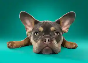 fotograaf_schiedam_Motherpuppers_studio_4.jpg