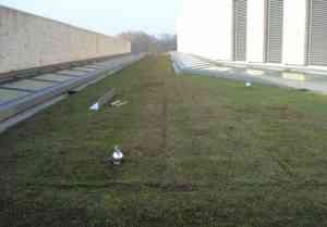 dakdekker_winterswijk_Kwerreveld_Dakbedekkingen_B.V._4.jpg