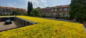 dakdekker_arnhem_Meer_Groene_Daken_2.jpg