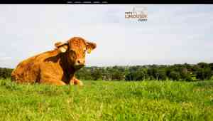 webdesign_spaubeek_Dreamwebs_|_Webdesign_3.jpg