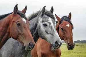 catering_twist_Reit-_und_Ponyhof_Niers_7.jpg