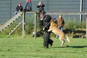 beveiliging_valthermond_Hondenbrigade_Bakker_Beveiliging_(HBB)_3.jpg