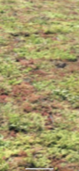 Groene daken,Sedun cassettes .jpg