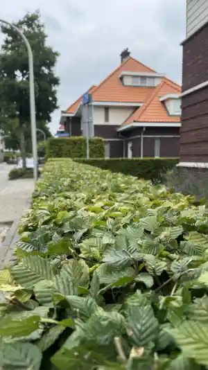 hovenier_den-haag_JP_Tuin_Service_4.jpg